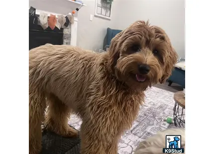 a goldendoodles dog standing on a carpet