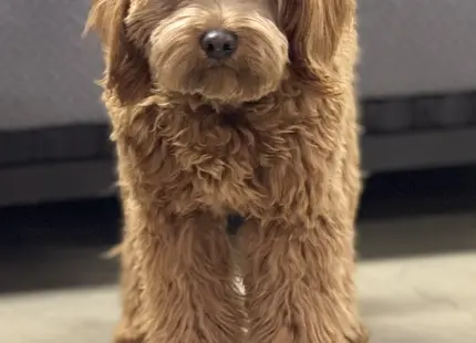 Goldendoodles