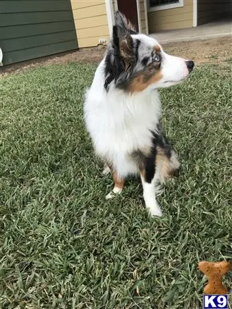 Australian Shepherd stud dog