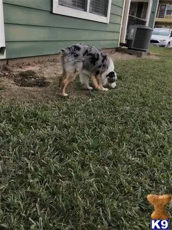 Australian Shepherd stud dog