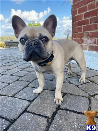 French Bulldog stud dog