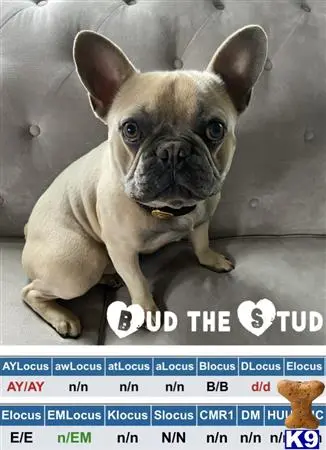 French Bulldog stud dog