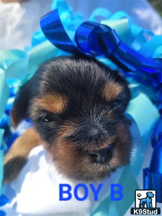 Yorkshire Terrier puppy for sale