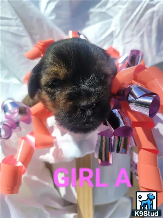 Yorkshire Terrier puppy for sale