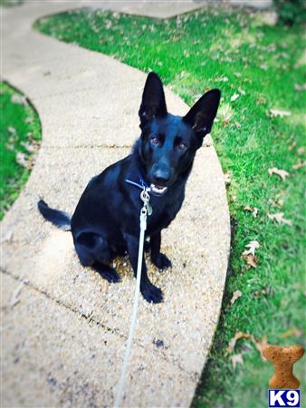 a black german shepherd dog on a leash