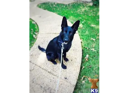 a black german shepherd dog on a leash