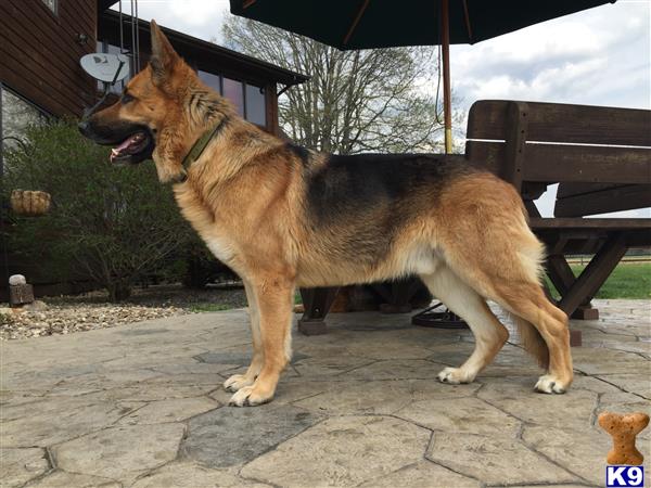 a german shepherd dog standing on a brick surface