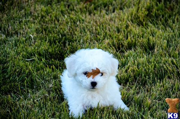 bichon frise puppy posted by kp243