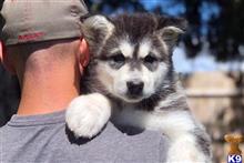 alaskan malamute puppy posted by kparkes020