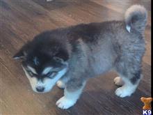 alaskan malamute puppy posted by kparkes020