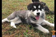 alaskan malamute puppy posted by kparkes020