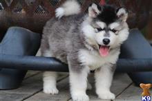 alaskan malamute puppy posted by kparkes020