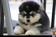 alaskan malamute puppy posted by kparkes020