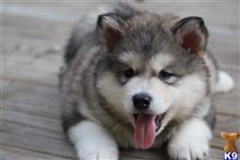alaskan malamute puppy posted by kparkes020