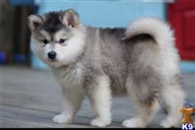 alaskan malamute puppy posted by kparkes020