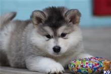 alaskan malamute puppy posted by kparkes020