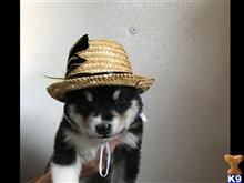 alaskan malamute puppy posted by kparkes020
