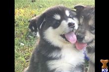 alaskan malamute puppy posted by kparkes020