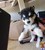 alaskan malamute puppy posted by kparkes020