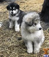 alaskan malamute puppy posted by kparkes020