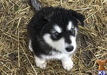 alaskan malamute puppy posted by kparkes020