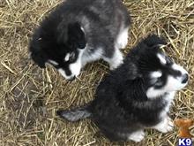 alaskan malamute puppy posted by kparkes020