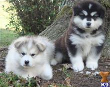 alaskan malamute puppy posted by kparkes020