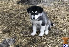alaskan malamute puppy posted by kparkes020