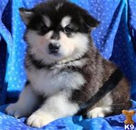 alaskan malamute puppy posted by kparkes020