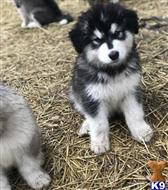 alaskan malamute puppy posted by kparkes020