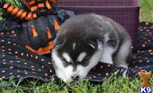 alaskan malamute puppy posted by kparkes020