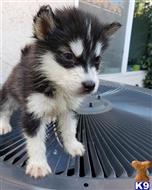 alaskan malamute puppy posted by kparkes020