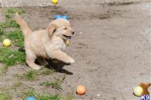 golden retriever puppy posted by kparkes020