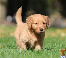 golden retriever puppy posted by kparkes020