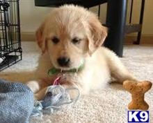 golden retriever puppy posted by kparkes020