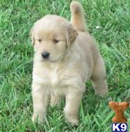 golden retriever puppy posted by kparkes020