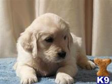 golden retriever puppy posted by kparkes020