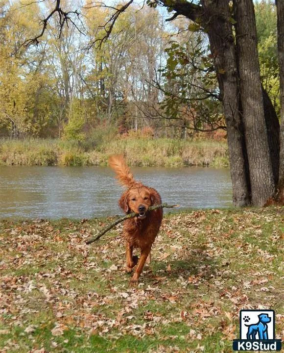 Golden Retriever stud dog