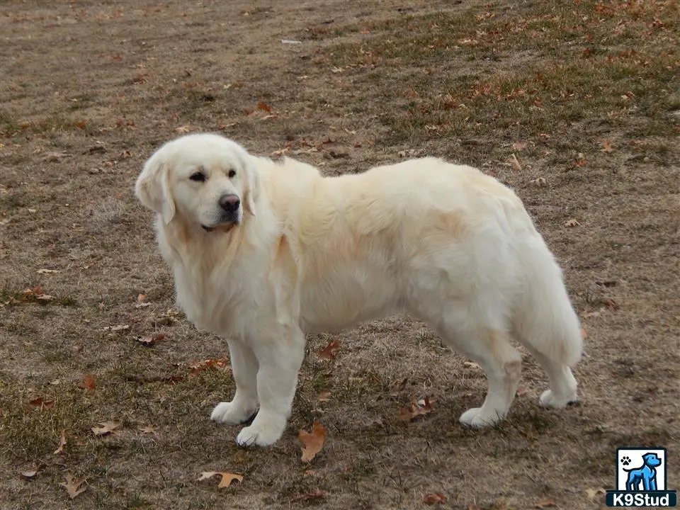 Golden Retriever stud dog