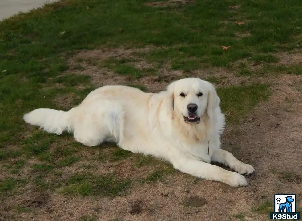 Golden Retriever stud dog