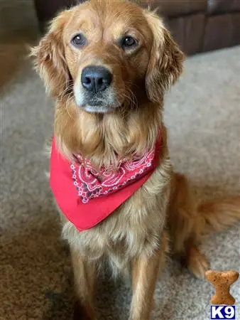 Golden Retriever stud dog