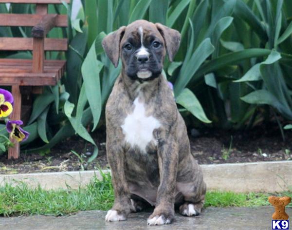 boxer puppy posted by kppups123