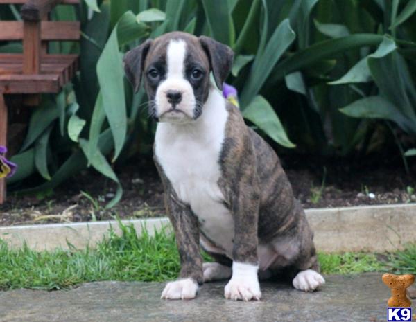 boxer puppy posted by kppups123