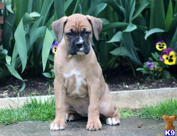 boxer puppy posted by kppups123