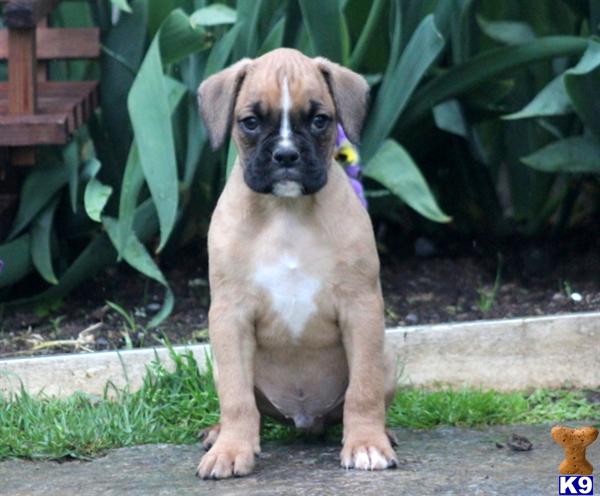 boxer puppy posted by kppups123