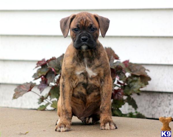 boxer puppy posted by kppups123