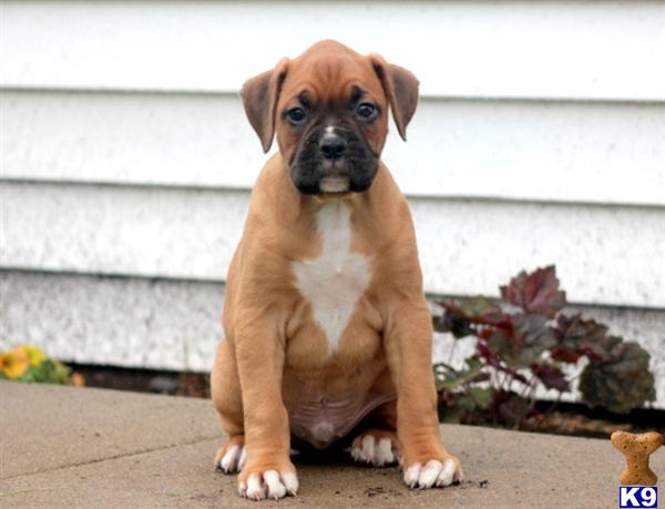 boxer puppy posted by kppups123