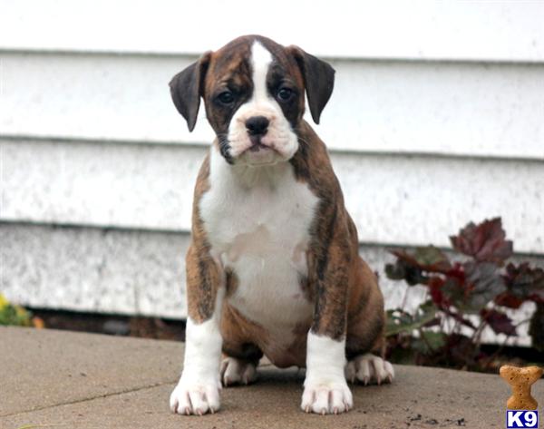 boxer puppy posted by kppups123