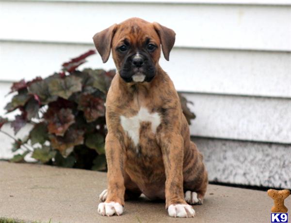 boxer puppy posted by kppups123