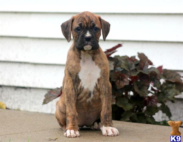 boxer puppy posted by kppups123